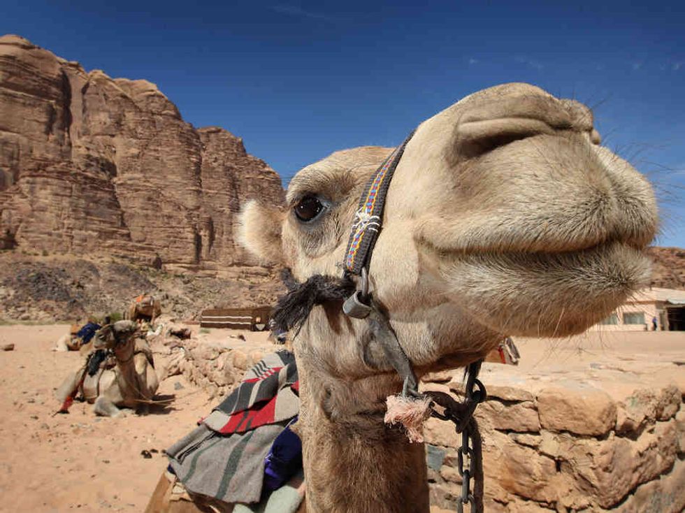 Hump Day: Camel Edition
