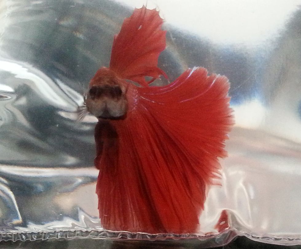 The Nitrogen Cycle And How It Could Be Killing Your Fish