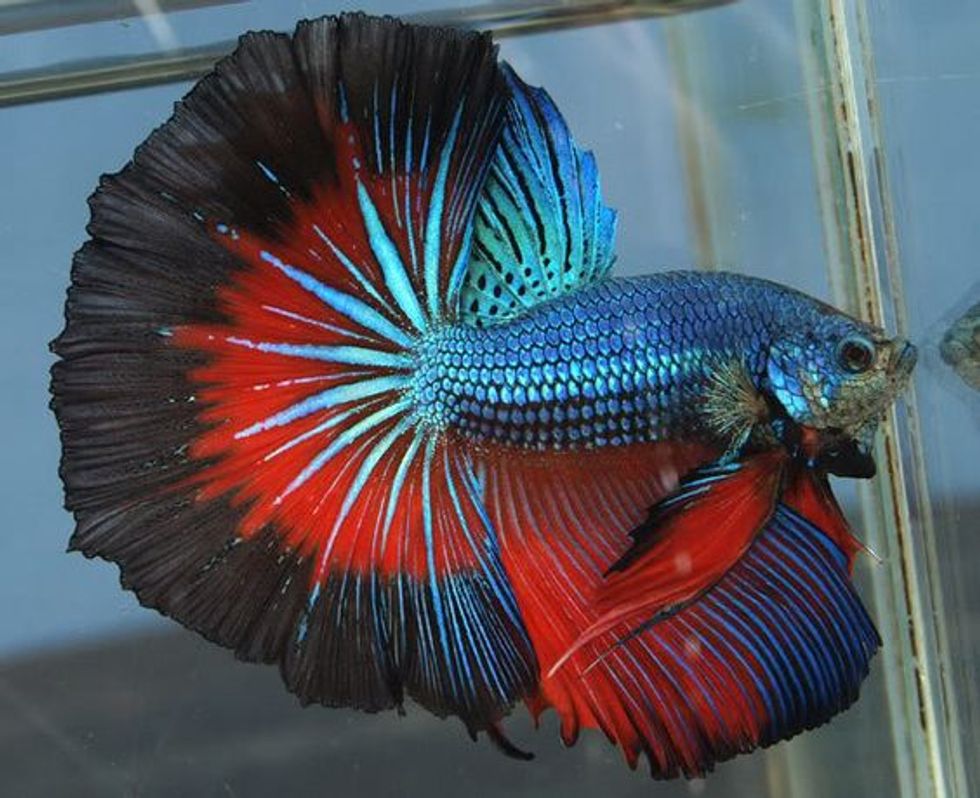 Seven Simple Steps To Owning A Betta Fish
