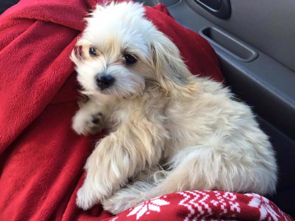 10 Signs You're Obsessed With Your Dog