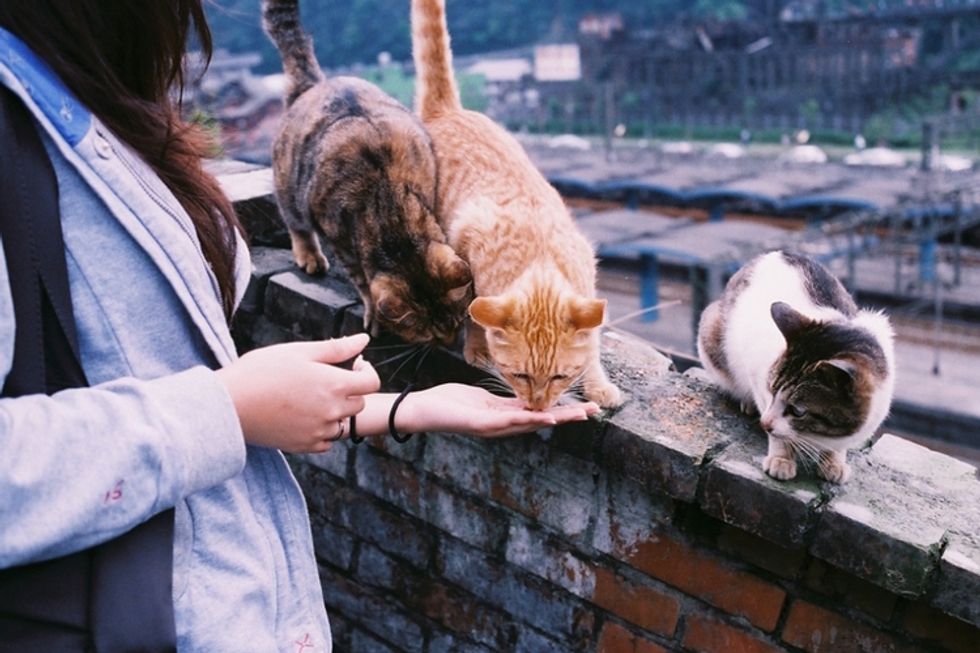 13 Struggles Of Being An Animal-Less Animal Lover