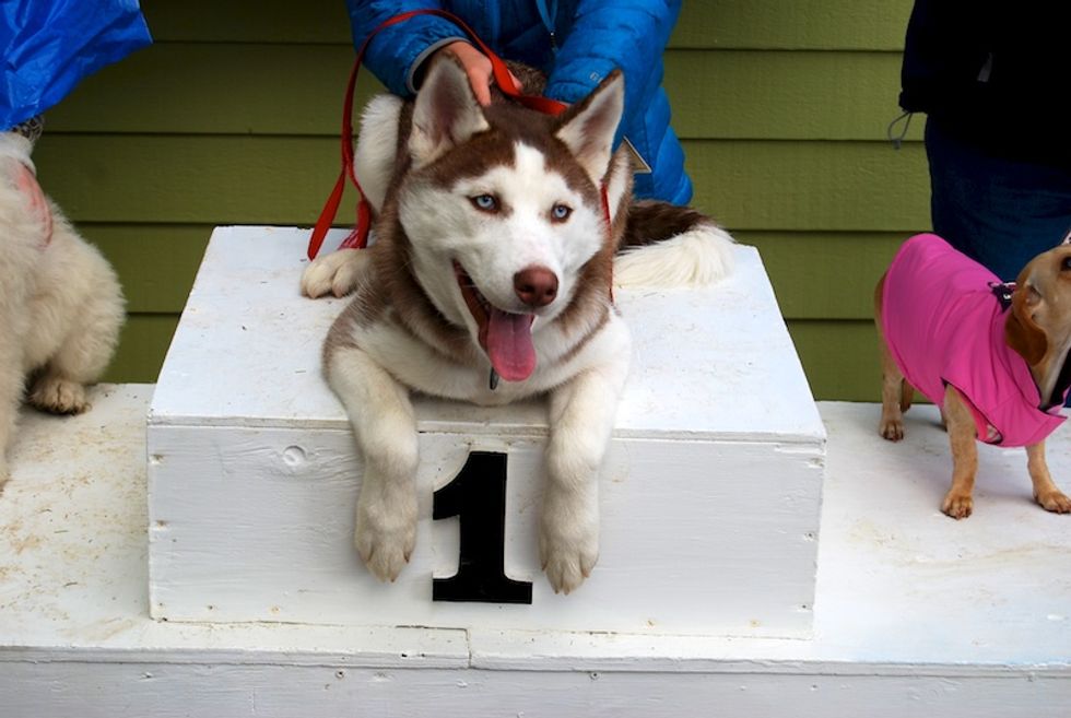 10 Of The Cutest Dogs