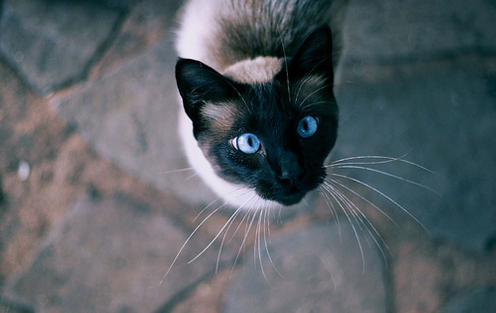 10 Lessons We Can Learn From Cats