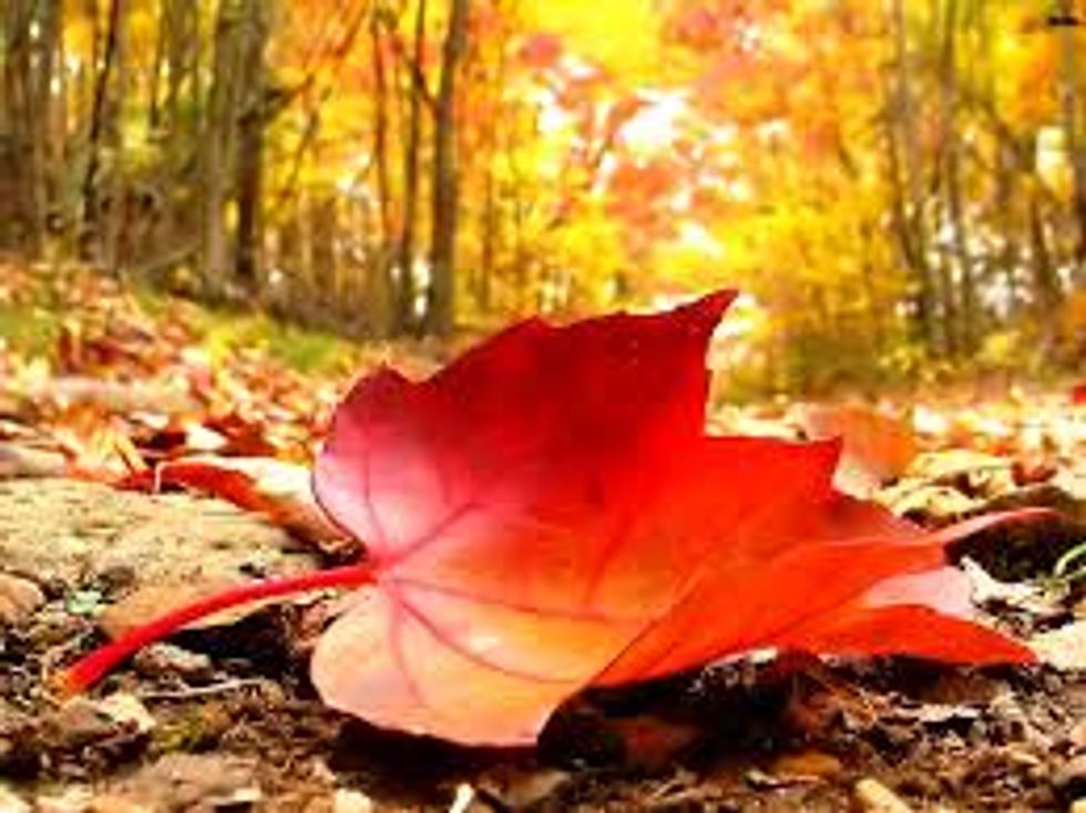Fall: Nature's New Beginning