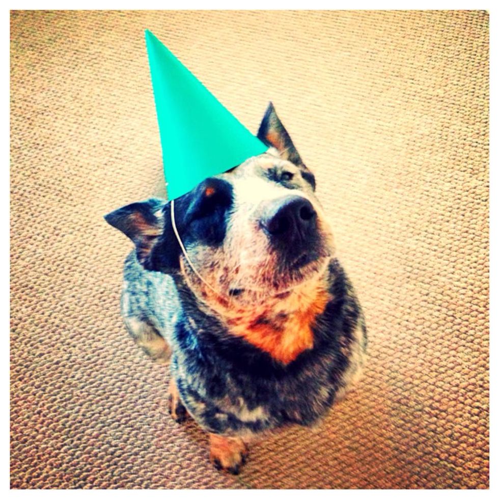 The Top 12 Greatest Dog Instagrams To Distract You From Real Life