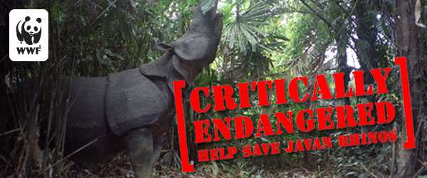 Endangered Species Spotlight - The Javan Rhino