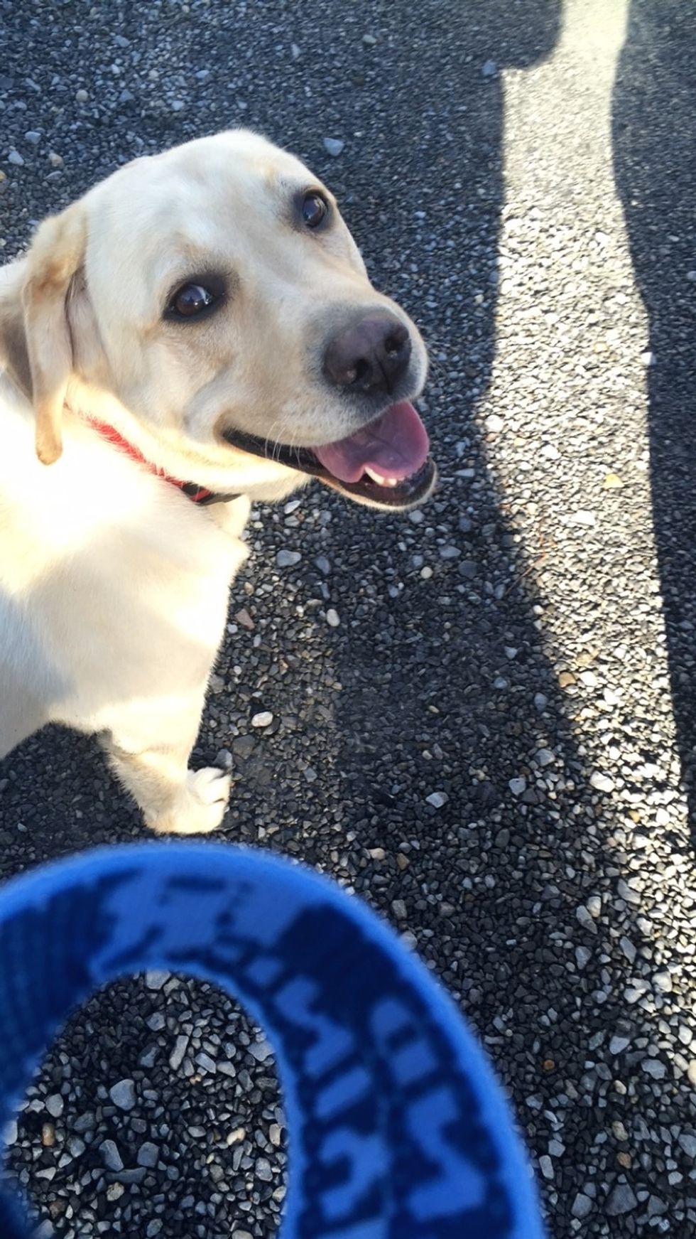 7 Reasons To Love Your Dog Unconditionally