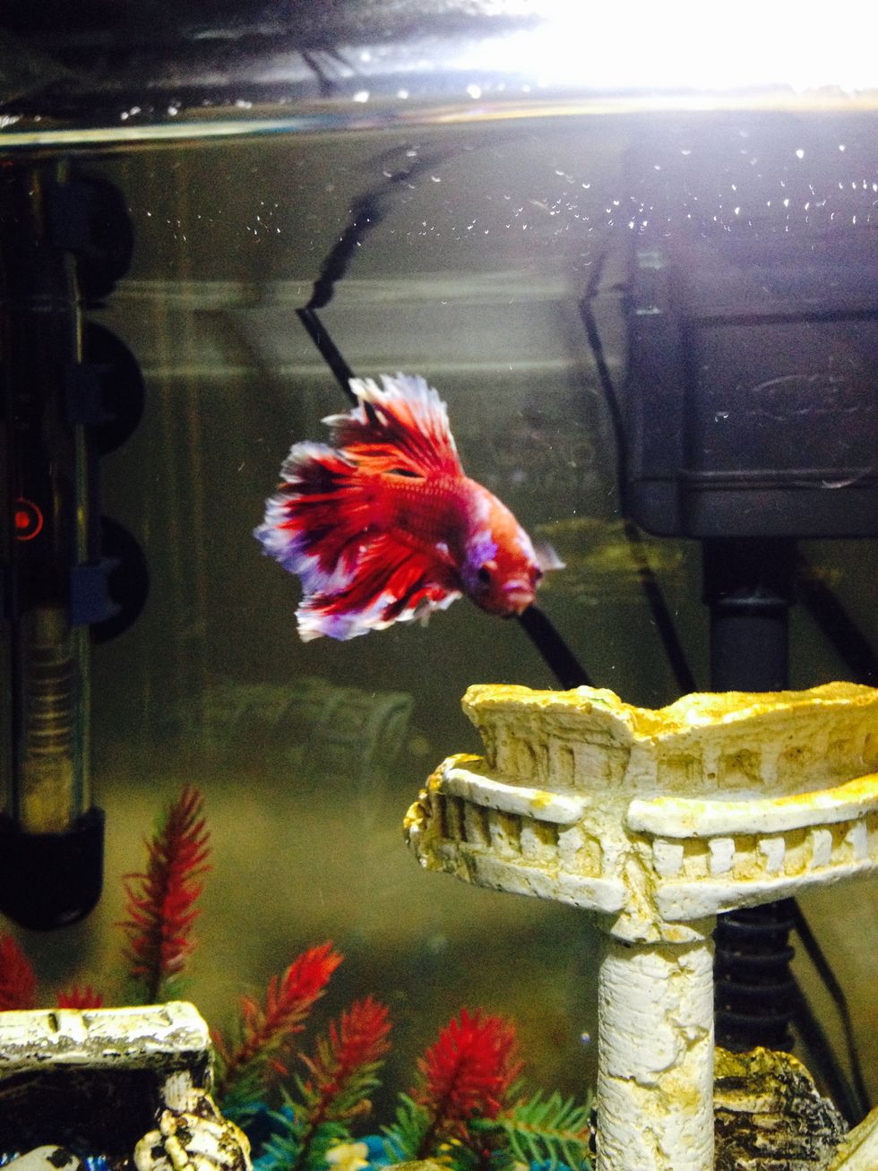 For The Love Of The Dorm Room Fish