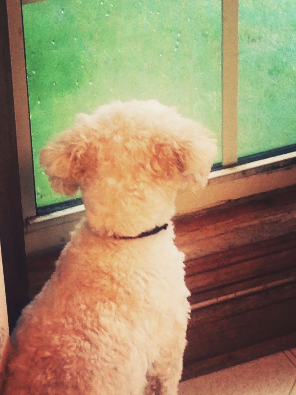 A Letter From Your Dog