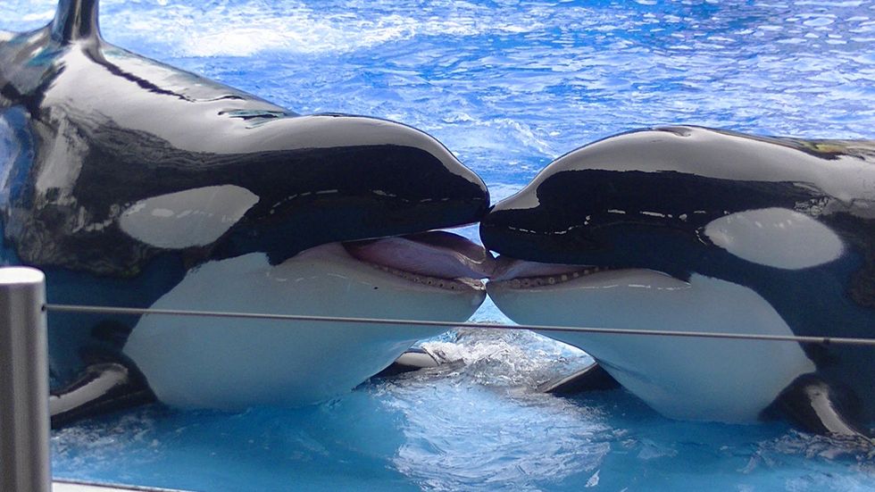 Why "Blackfish" Is A Crock: A Bit Of Truth About SeaWorld From A Former Employee