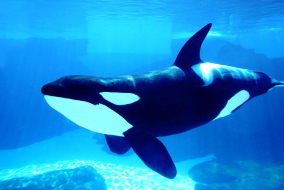 An Open Letter To SeaWorld