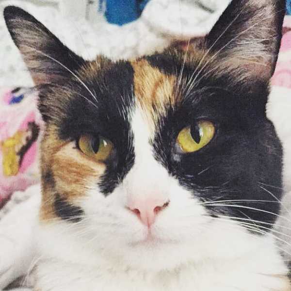 An Open Letter To Me, From My Cat