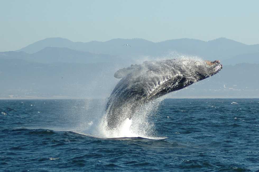 Don't Make Marine Animals Deaf: Say No To Seismic Airgun Blasting