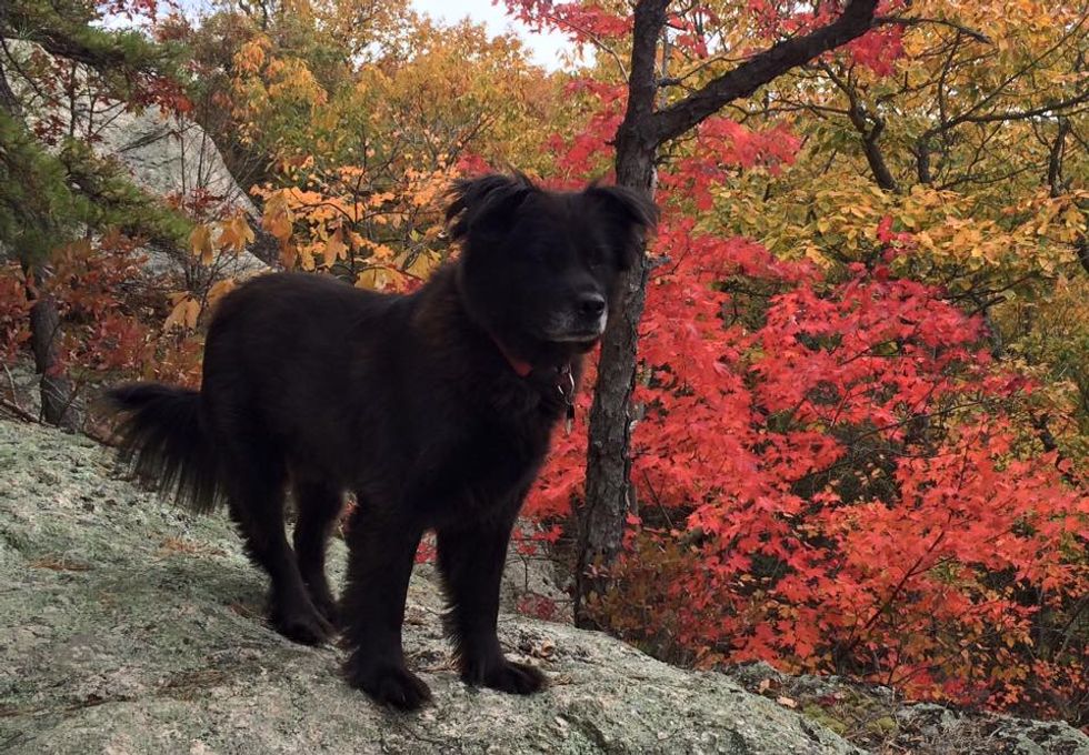 12 Reasons You Know You're Obsessed with Dogs