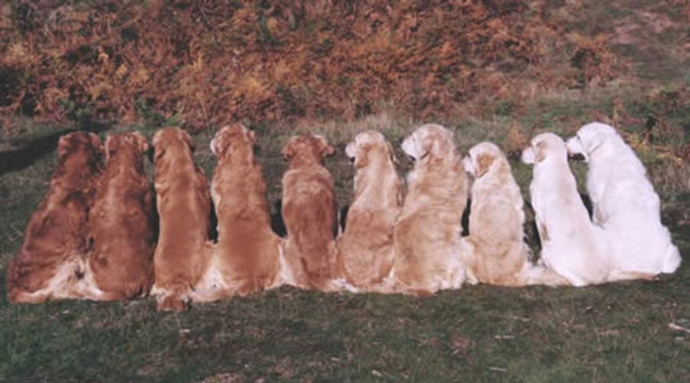10 Reasons Why Golden Retrievers Are The Best