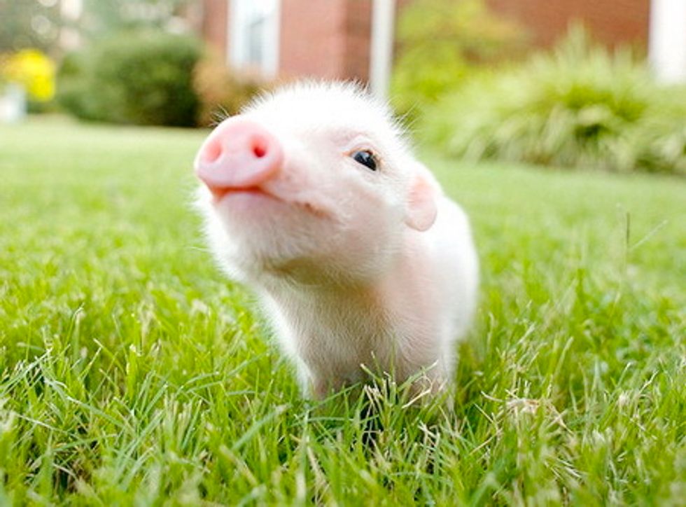8 Pigs To Remind You That Everything Will Be Alright