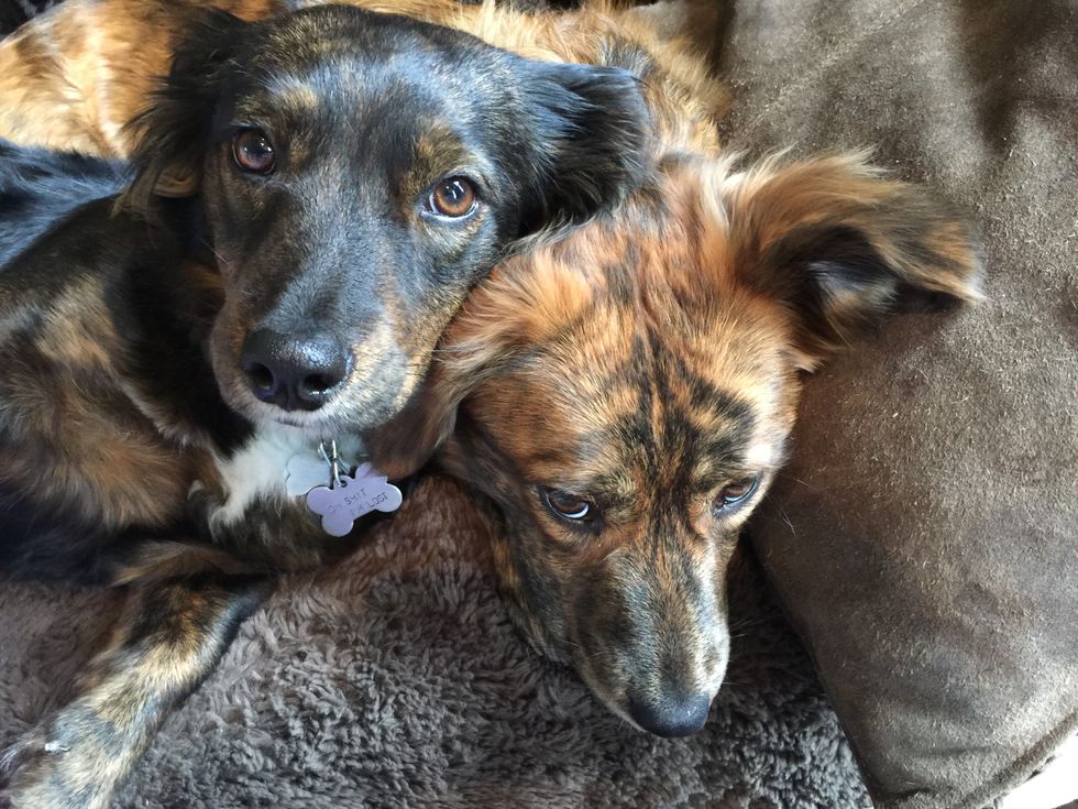 12 Lessons We Learn From Our Dogs As We Leave For College