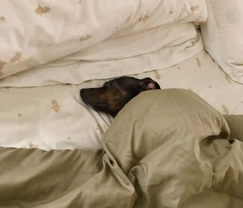 The Unspoken Reality Of Sleeping With Your Dog