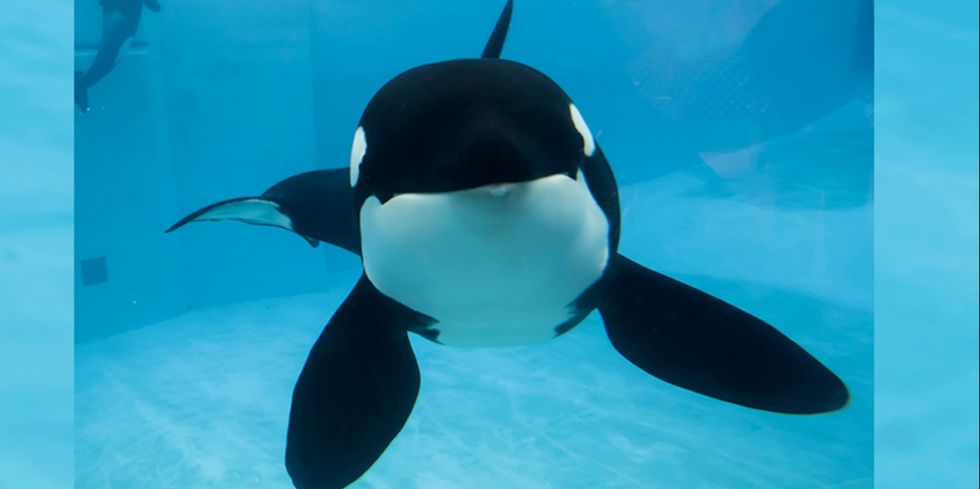 To The Anti-SeaWorld "Activists" Who Are Really Just Ignorant