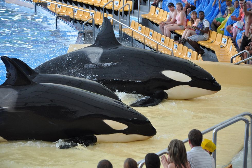 You Shouldn't Support SeaWorld: There's Nothing Entertaining About Holding Animals Captive
