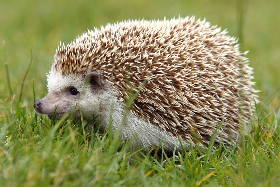 Hedgehogs Aren't That Easy