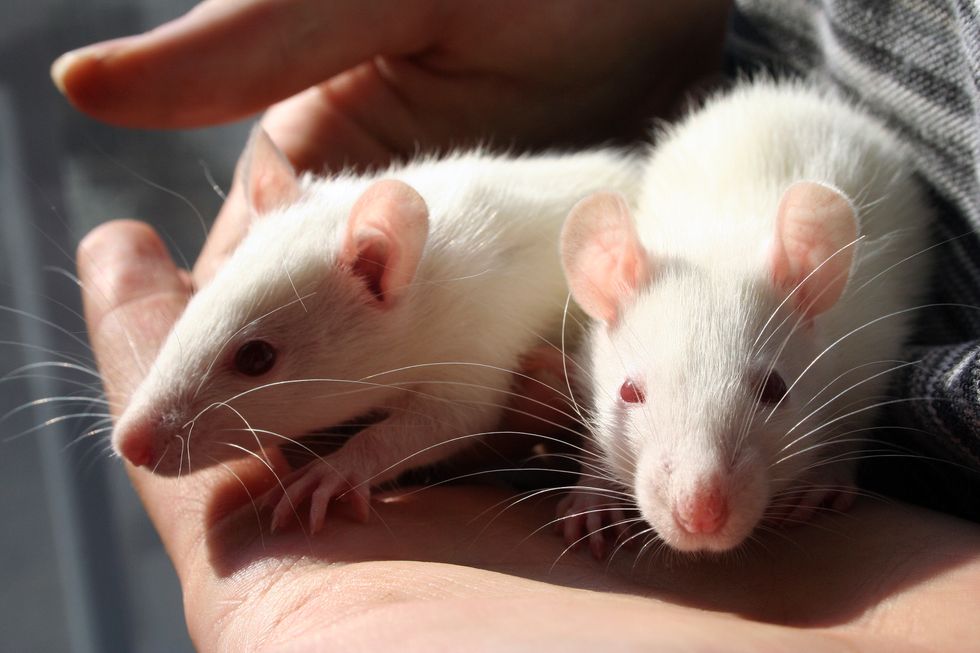 10 Reasons You Absolutely Need A Pet Rat