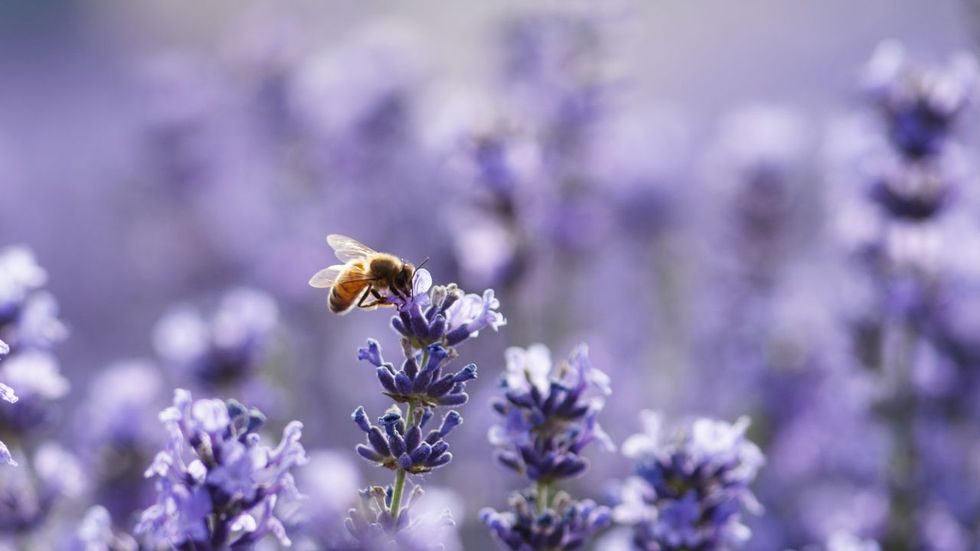 Bee The Change The World Needs You To Be