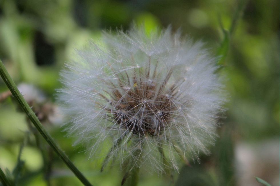 At This Point, 4/21 Is Funnier