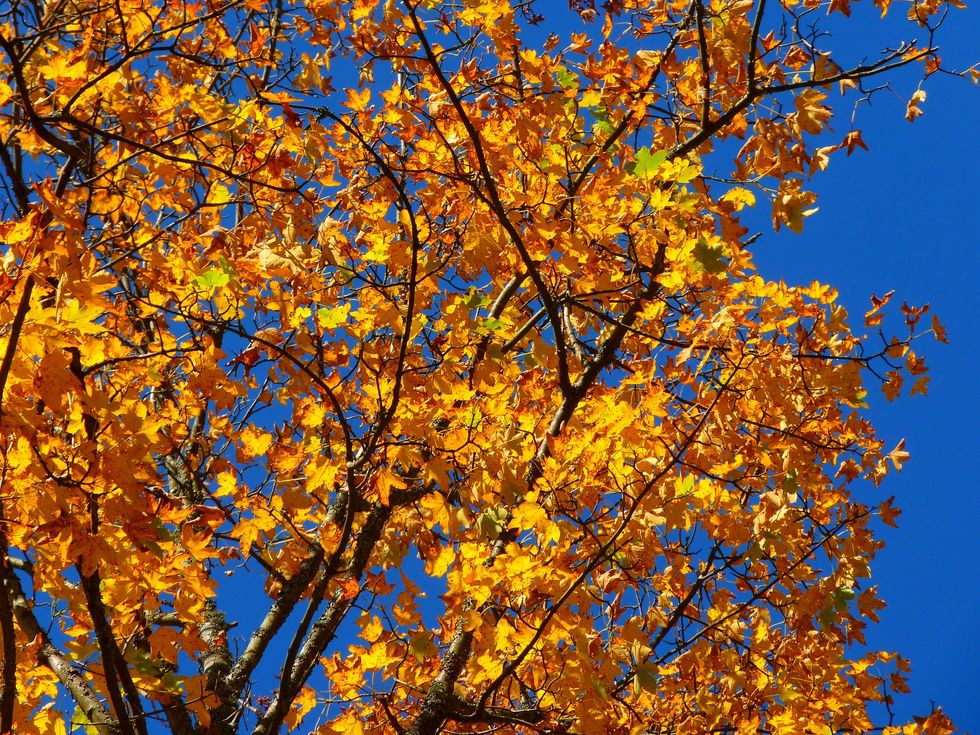 5 Reasons Why Fall is the Superior Season
