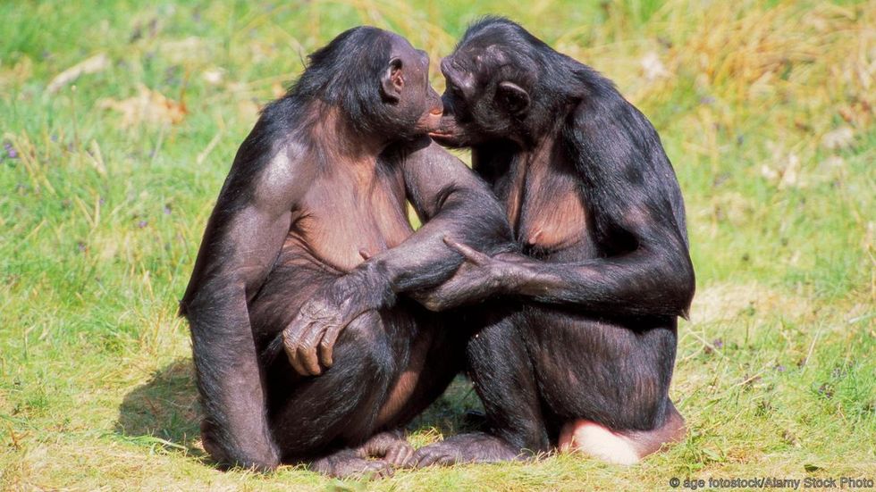 10 kinky ways animals mate that will make you question the animal kingdom
