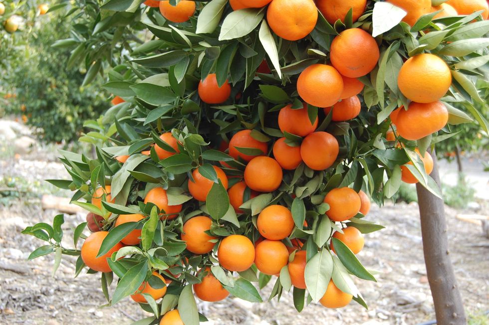 Growing Citrus Plants INDOORS