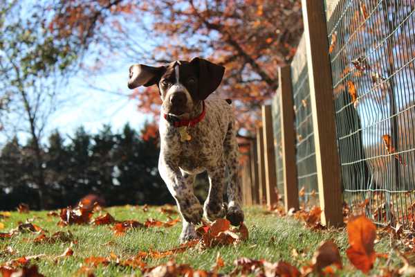 Why Everyone Should Have A Dog In College