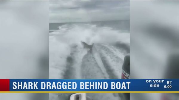 Keep An Eye Out For This Evil Animal-Harming Squad Of Manatee, Florida