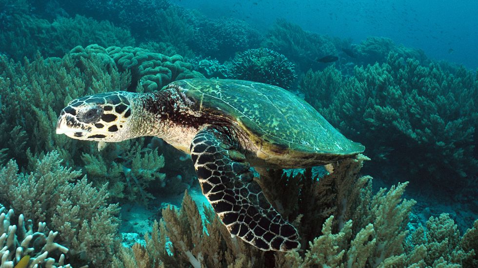 Save The Sea Turtles: A Proposal For The Boycott Of Plastic Straws
