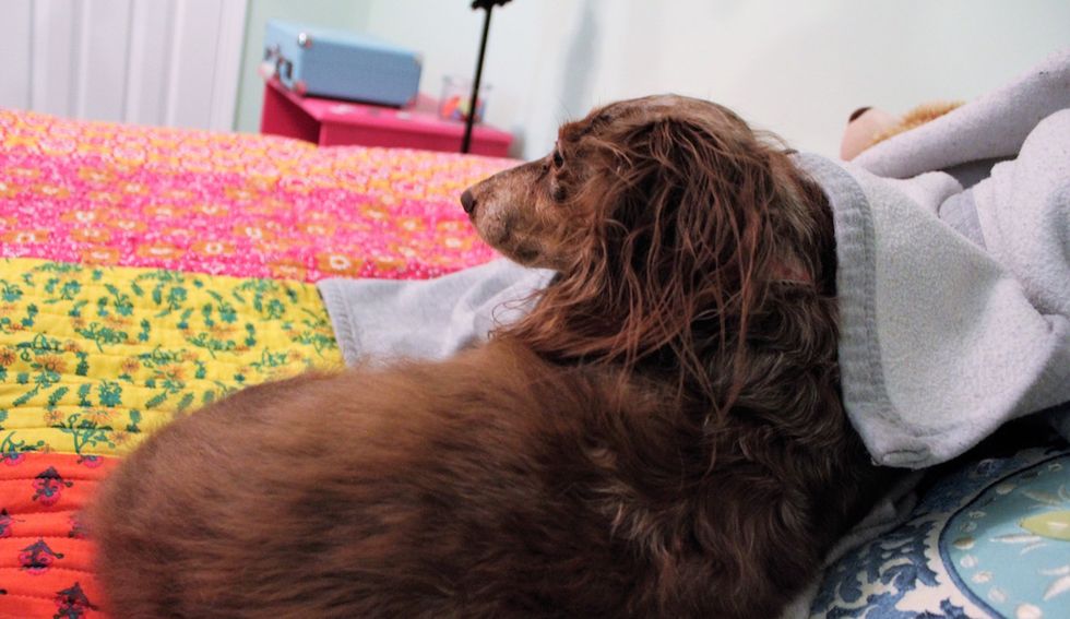 10 Things Every Dachshund Family Knows To Be True