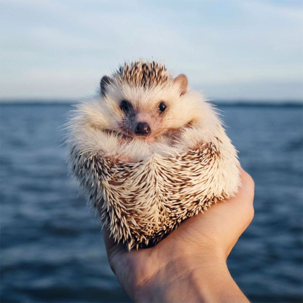 12 Hedgehog  GIFs To Brighten Your Day