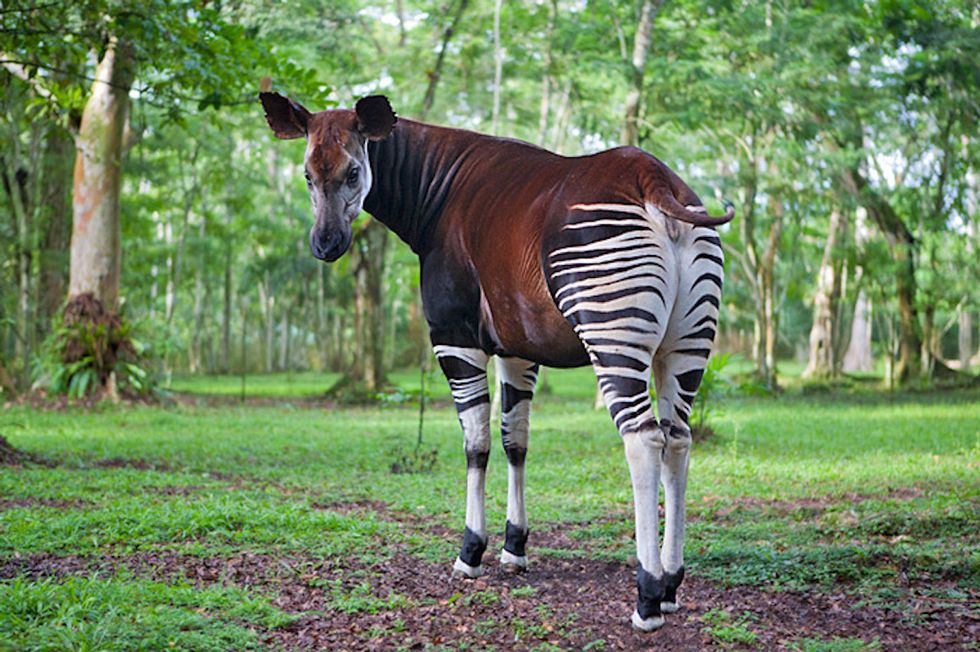 8 Reasons Why Okapis Are The Most Unique Animal Ever | The Odyssey Online