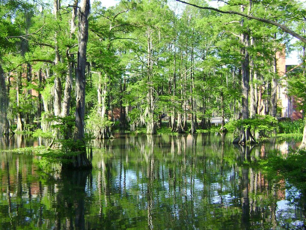 An Honest Guide To College In South Louisiana