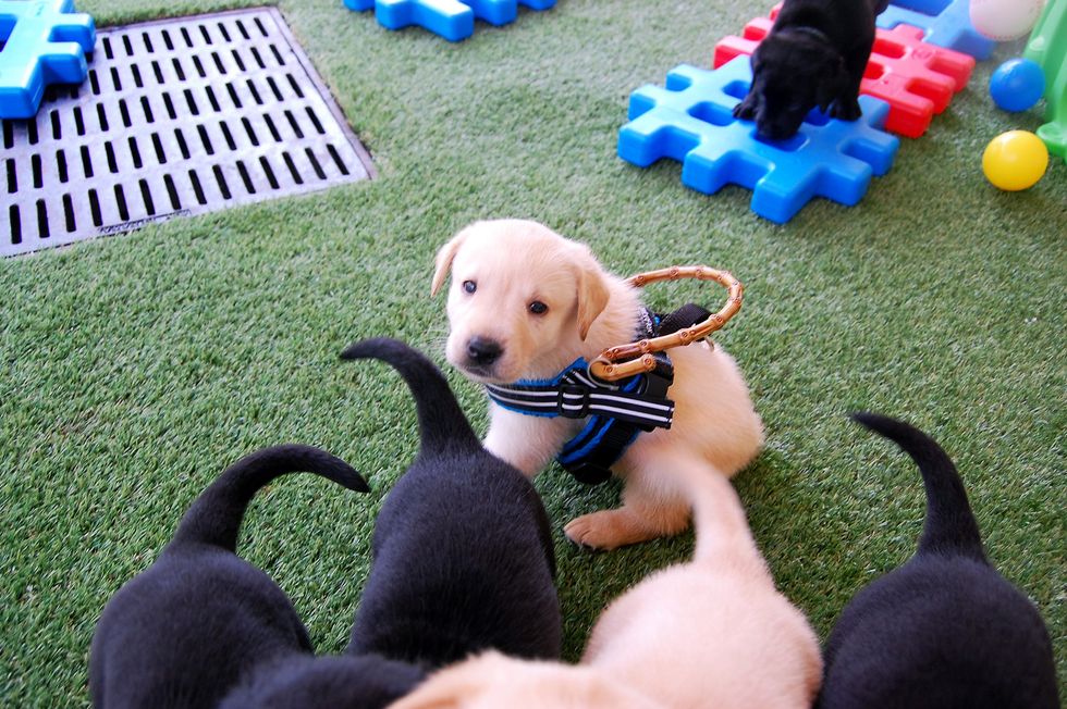 Don't Let Their Cuteness Fool You - Service Pups Are A Handful