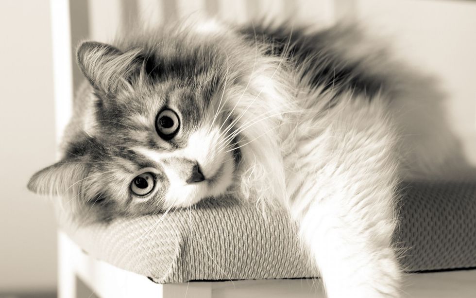 5 Reasons Everyone Should Own A Cat
