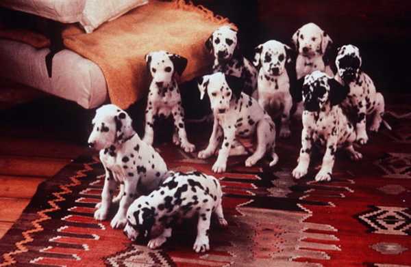 Millennials In 2017 As Told By Dog Breeds