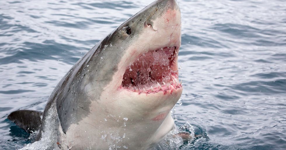 Abide By These 5 Rules To Avoid A Shark Bite