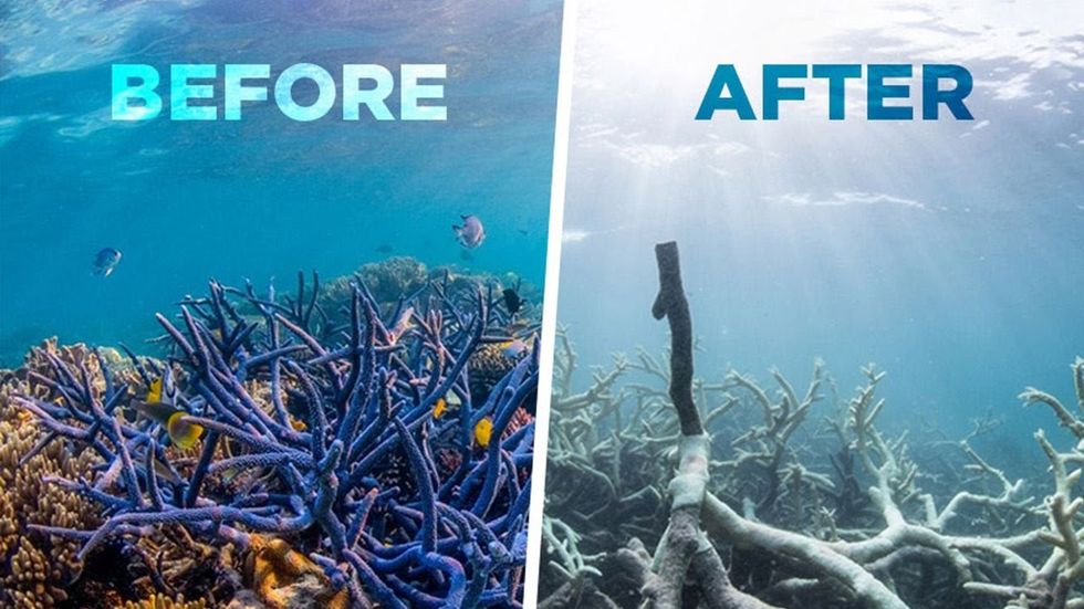 Coral Reefs Are Dying & It Affects You