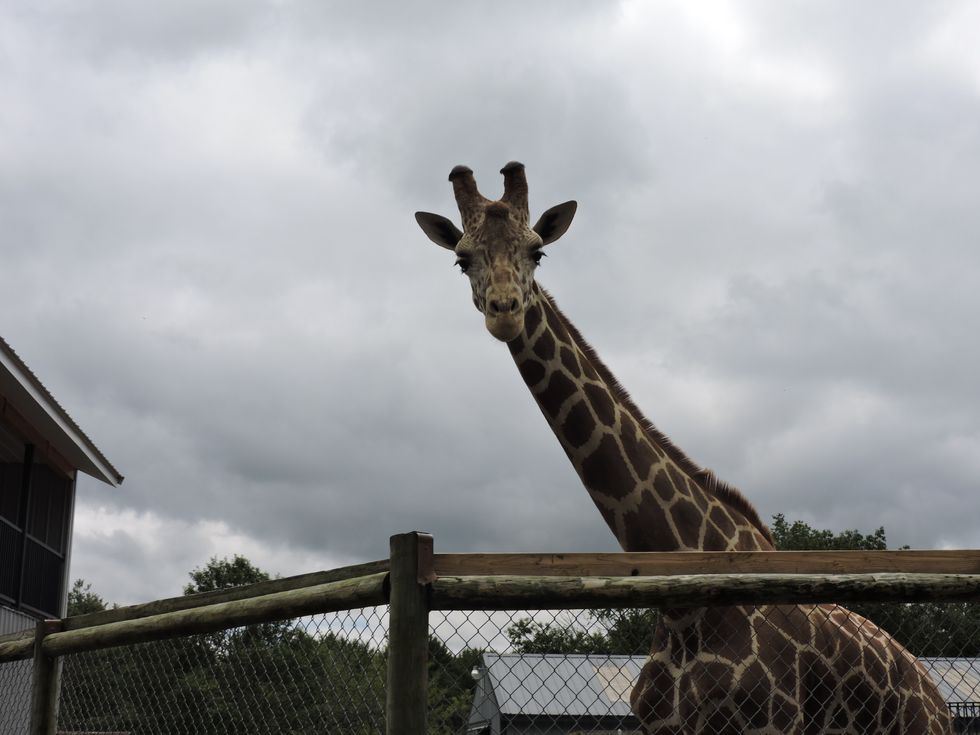 Have You Been To Adirondack Animal Land?