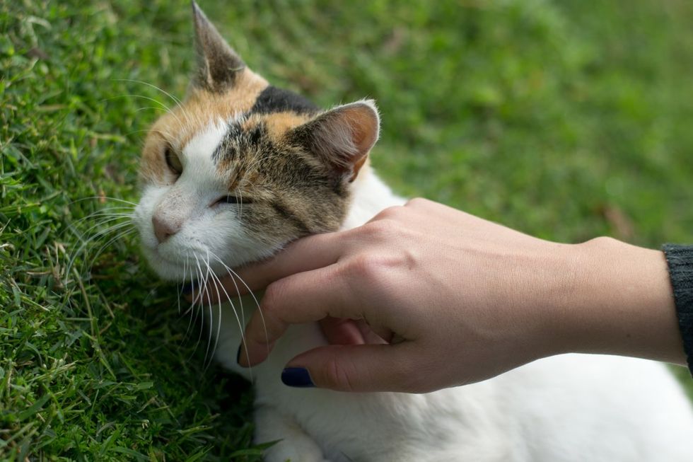 11 Reasons Why Cats Are Better Than Boyfriends