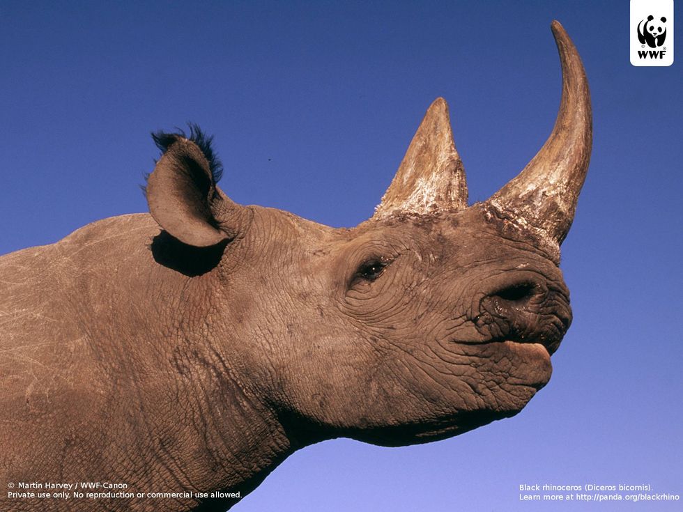 WWF Creates Cameras to Help Stop Poaching