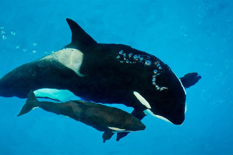 SeaWorld Has Announced Yet Another Death And It Won't Be The Last