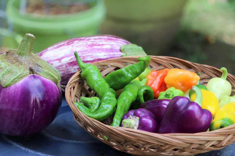 7 Gardening Tips For Those Who Don't