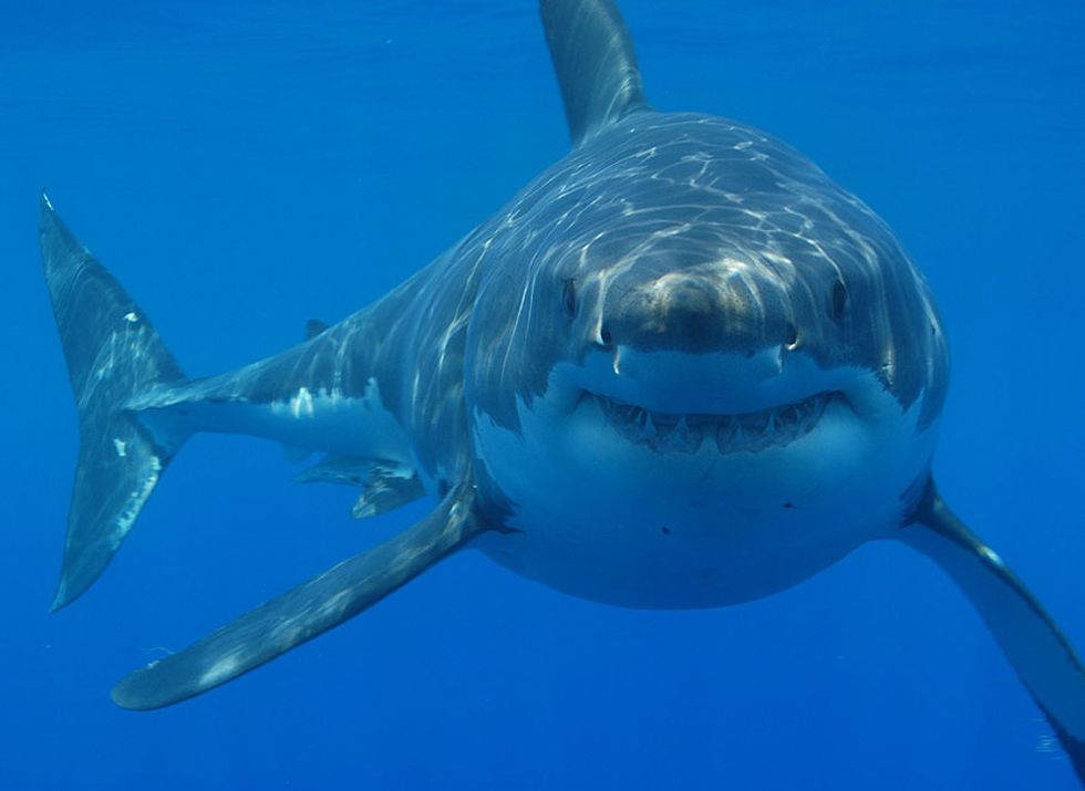 Here's That Shark Week Article You Wanted