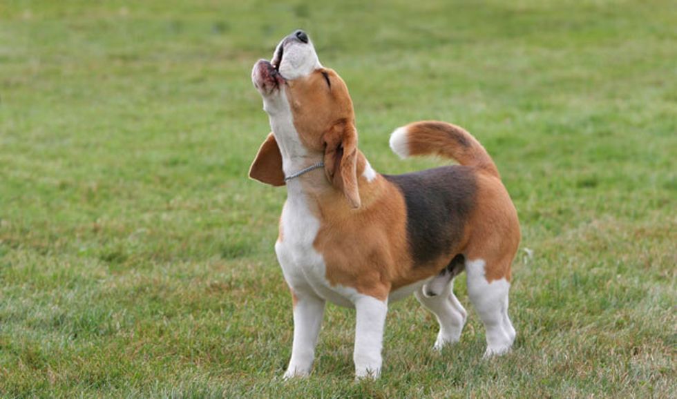 12 Reasons Every Family Needs A Hound